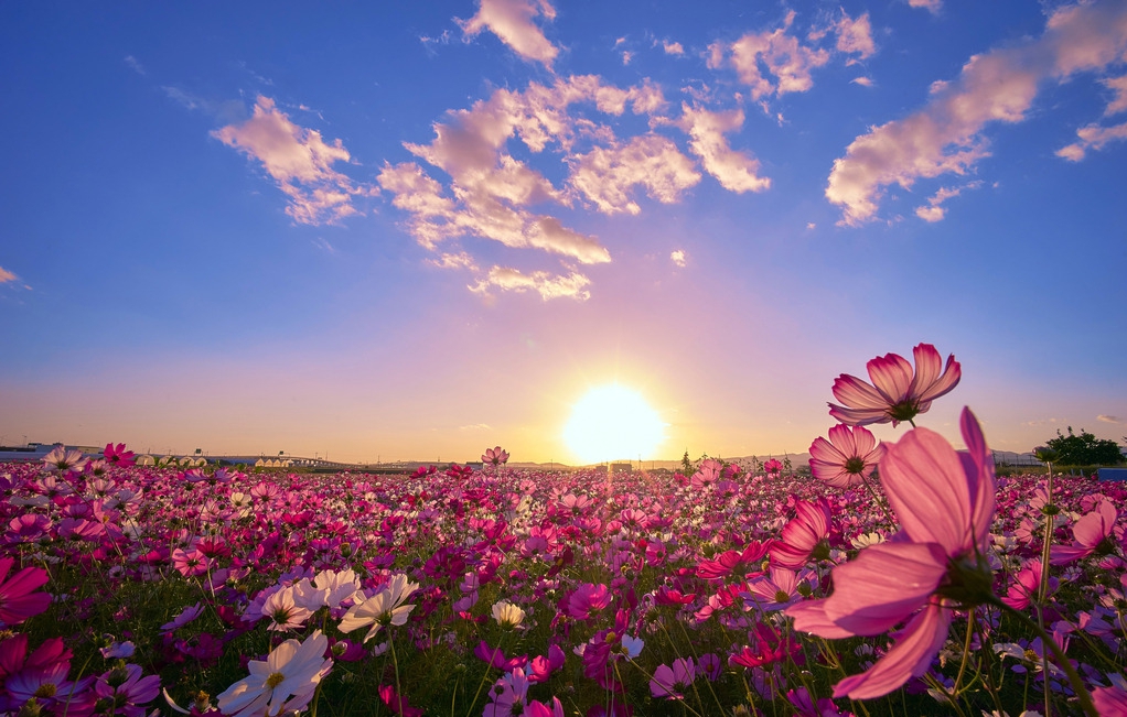 那些花儿